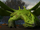 Feuerschweif Krogans erster Drache.png