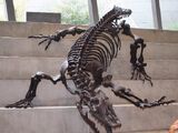 Megalania