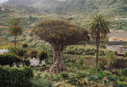 Kanarischer Drachenbaum Dracaena draco