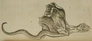 Jenny Haniver nach Conrad Gessner, 1558