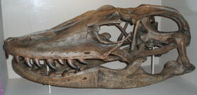 Varanus priscus skull