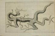 Scheuchzer Drache V
