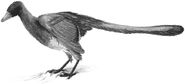 Archeopteryx, einer der frühesten Vögel, hatte noch einen langen, knöchernen Schwanz