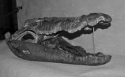 Karlštejn Drache Krokodil