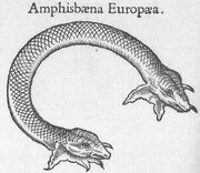 Amphisbaena Europaea