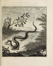 Scheuchzer Drache III