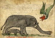 Bestiary Dragon Elephant