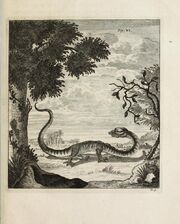 Scheuchzer Drache VI