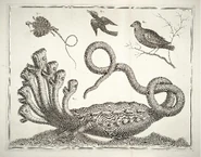 SebaHydra.jpg (1,15 MB) Die Hydra von Hamburg nach Albertus Seba, 1734