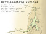 Brevibrachius