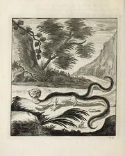 Scheuchzer Drache IX