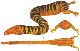 Dixon Wyrm
