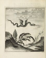 Scheuchzer Drache IV