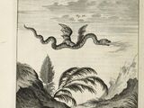 Pilatusdrachen
