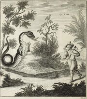 Scheuchzer Drache VIII