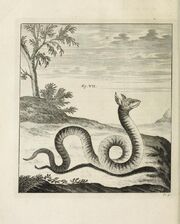Scheuchzer Drache VII