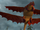 Feuerschweif 2.png