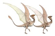 Daulophoraptor sexual dimorphism