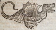 Gessners Kopie von Belons Drachen