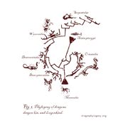 Dragon Phylogeny
