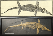 Ichthyosaurus