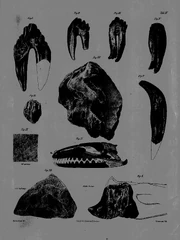 Carus' Illustrationen der Zähne des Hydrarchos, 1847