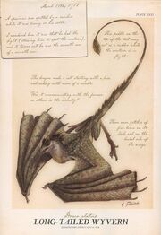 Long-Tailed Wyvern