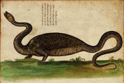 DracoBipes2