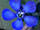 Blauer Oleander.png