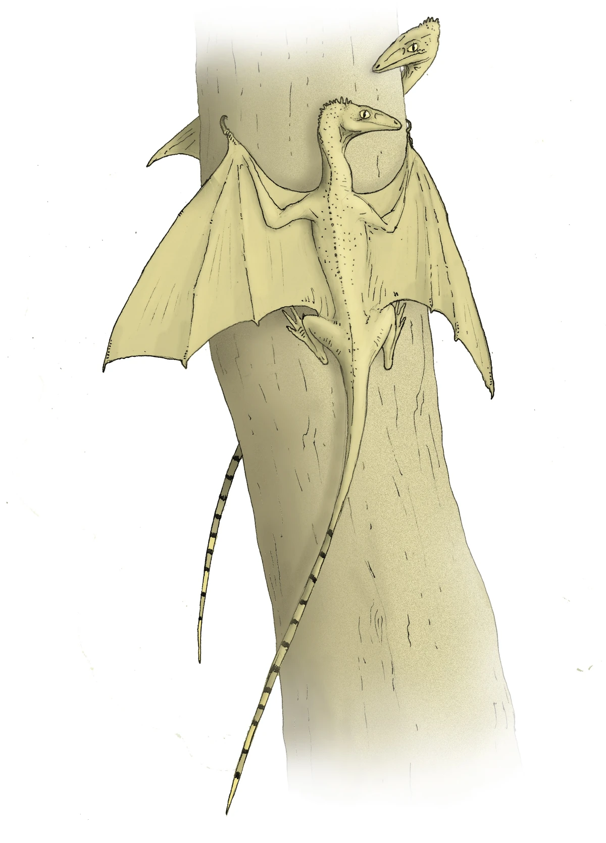Dracovaranus germanicus Drachen Wiki Fandom