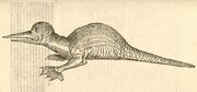 Ulisse-Aldrovandi-Draco-marinus