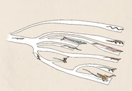 Basic phylogeny of dragons by hyrotrioskjan.jpg (1,74 MB) Kladogramm der Drachen und ihrer nahen Verwandten. Von oben nach unten:Schlangen, Krustenechsen, Seeschlangen, Mosasaurier, Dolichosaurier, Taubwarane, Appotomerus, Warane, Drachen. Außerdem zu sehen sind Ovoo gurval und Kaganaias, zwei basale Varaniden.