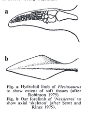 Plesiosaurus Nessiteras