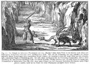 Kircher Drache Winkelried