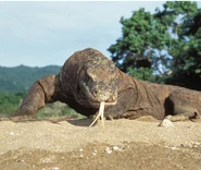 KomodoWaran.jpg (75 KB) Die Gattung Varanus, der auch der Komodowaran angehört, zählt ebenfalls zu den Draconiformes