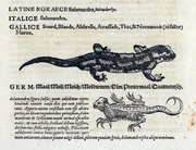 Salamander Gessner