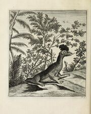 Scheuchzer Drache II