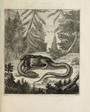 Scheuchzer Drache XI