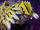 Shiny Groudon.png