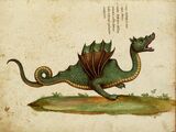 Äthiopischer Drache