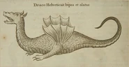 Kirchers Draco Helveticus