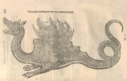 Aldrovandi Drache