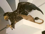 "Ausgestopfter" Greif im Zoologischen Museum Kopenhagen
