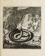 Scheuchzer Drache I