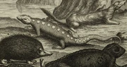 Scheuchzer Salamander