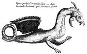 KircherDrache