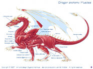 Muskelbau eines Europäischen Drachen mit englischer Beschriftung