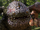 Eruptodon Junges.png