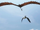 Holzklau HTTYD2.png