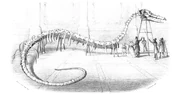 Illustration des ausgestellten Fossils, 1847
